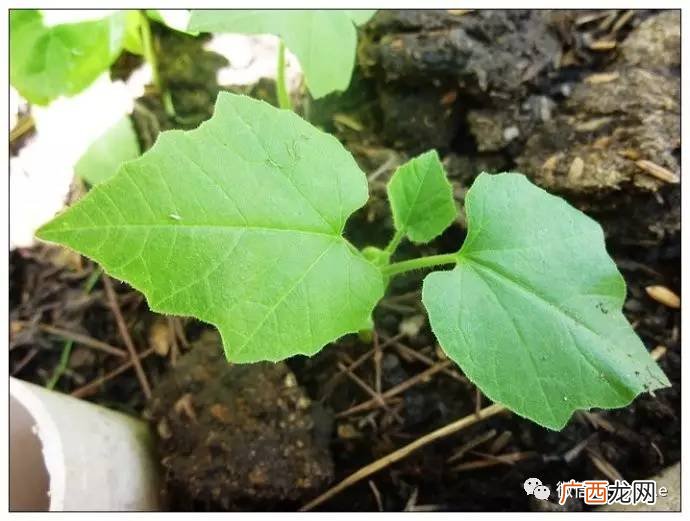 老鼠瓜种植时间及技术,以鼠为名的水果？