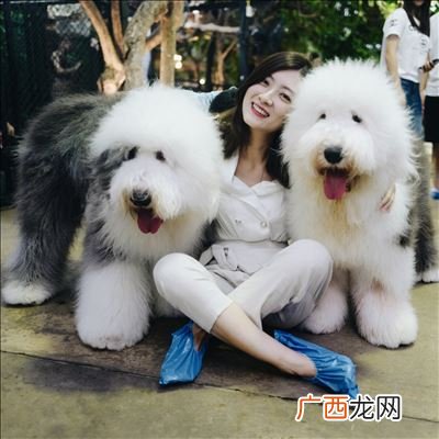 什么狗不掉毛最好是大型犬,体味轻的大型犬狗狗？