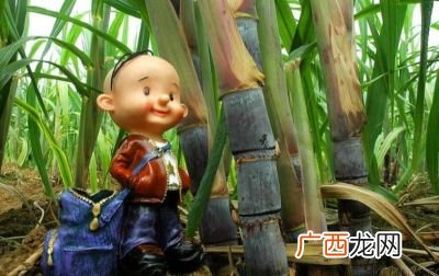 顾恺之吃甘蔗定律是什么,生啖是什么意思？