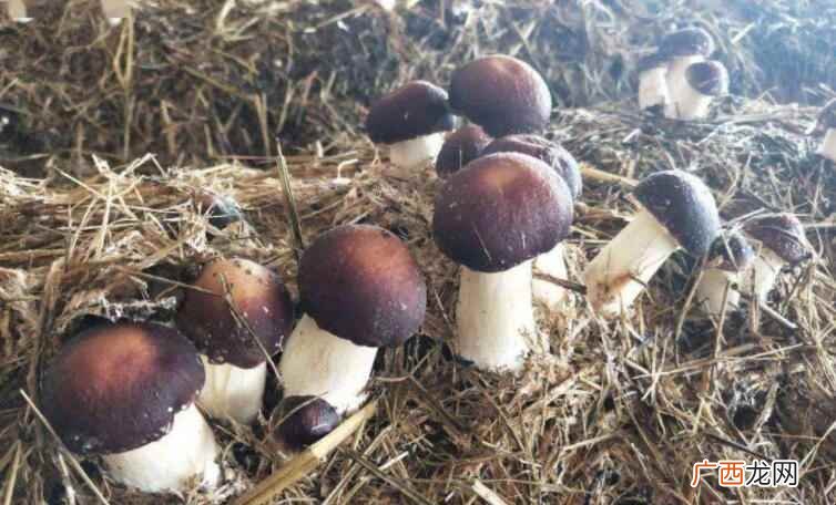 赤松茸和松茸区别