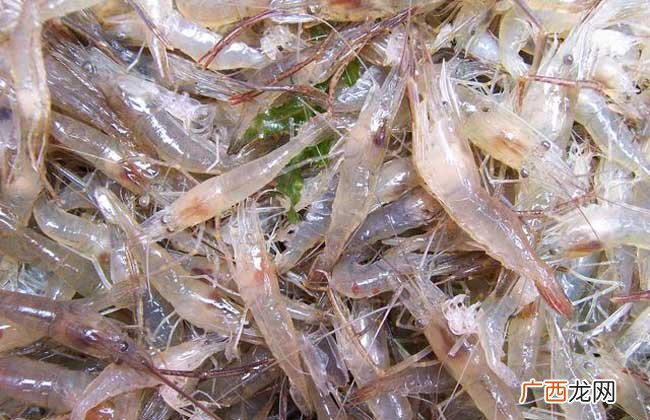 海白虾与海青虾的区别,南美白对虾与海虾区别？