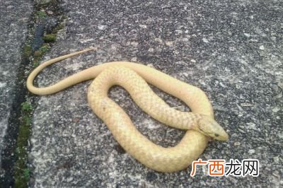 黄颜色的蛇有哪些,纯黄色的蛇是什么蛇？