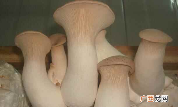 杏鲍菇是什么季节的