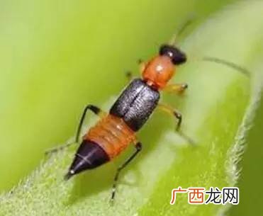 隐翅虫长什么样子,引子虫是什么样子？