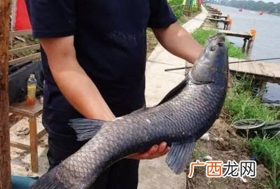 钓青鱼的方法是什么,养殖青鱼怎么钓？