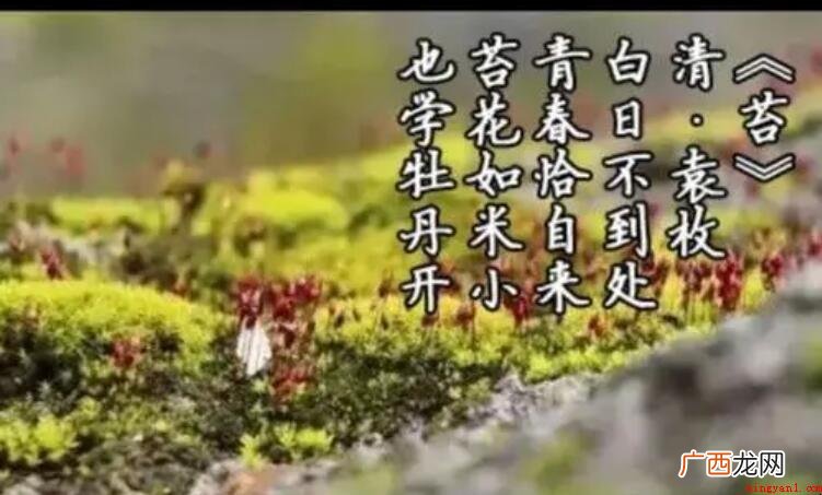 《苔》古诗的作者是谁