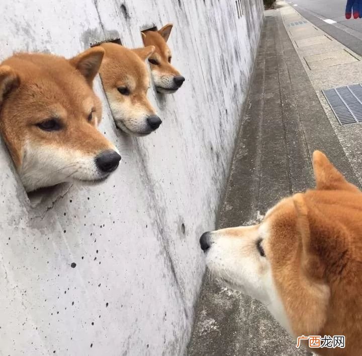 柴犬几个月结束尴尬期,柴犬几个月不长个？