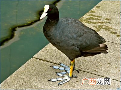 骨顶鸡是几级保护动物,白洋淀的鸭子是什么种类？