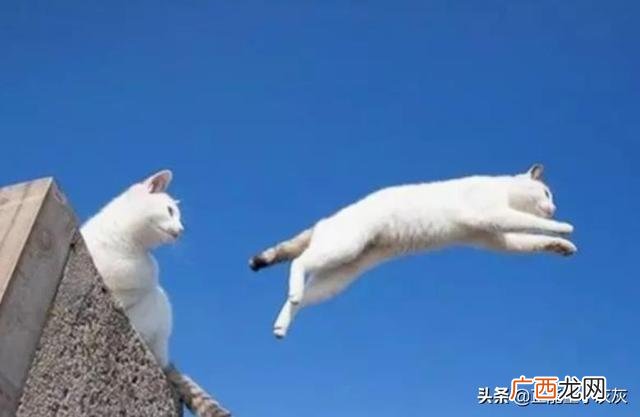 落下 最大的猫是什么猫,猫从高处跳下的极限是多少米？