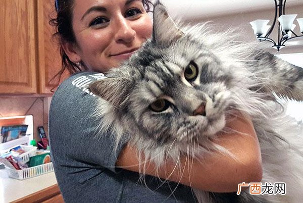 落下 最大的猫是什么猫,猫从高处跳下的极限是多少米？