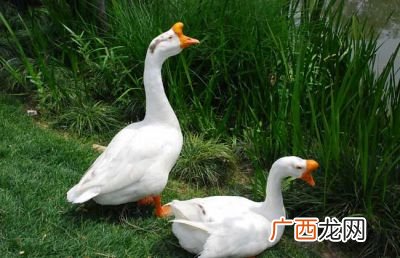 鹅有什么品种,我国鹅的品种有哪些？