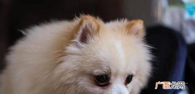 怎么分辨串串博美,五个月的博美怎么分辨纯不纯种？