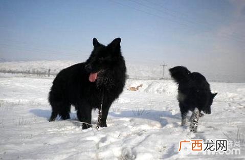 黑熊犬适合家养吗,什么狗小时候像黑熊?