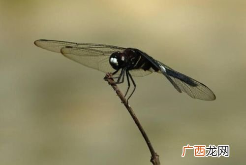 蜻蜓的蜻还可以组什么词语,蜻字组词，两个？