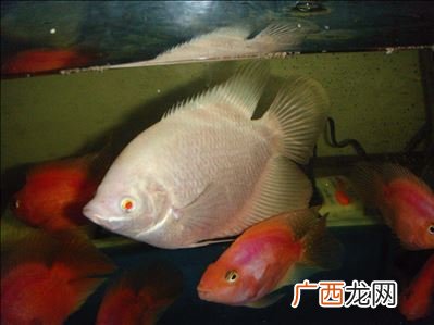 什么是财神鱼,请问财神鱼和鹦鹉鱼有什么区别，感觉一样很难区分，鹦鹉鱼是不是就叫财神鱼，求高人赐教？