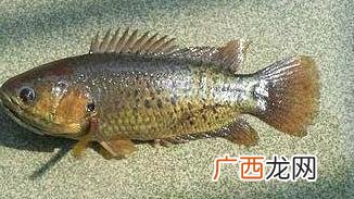 过山鲫是什么鱼,七星鱼与过山鲫的区别？