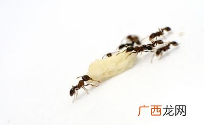 蚂蚁的巢是什么样的,蚂蚁巢穴中有三种蚂蚁分别叫什么？