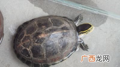 乌龟种类,乌龟的所有种类名字？