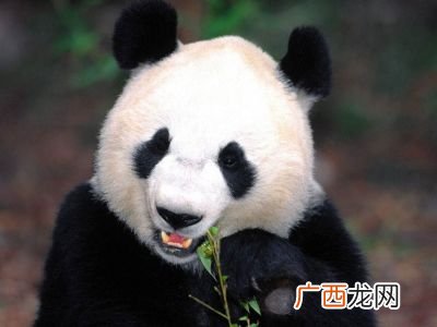 大熊猫的相关资料,关于大熊猫的资料列数字吧?