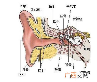 耳朵里的结构,耳的各结构的功能？