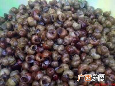 丝螺怎么吃