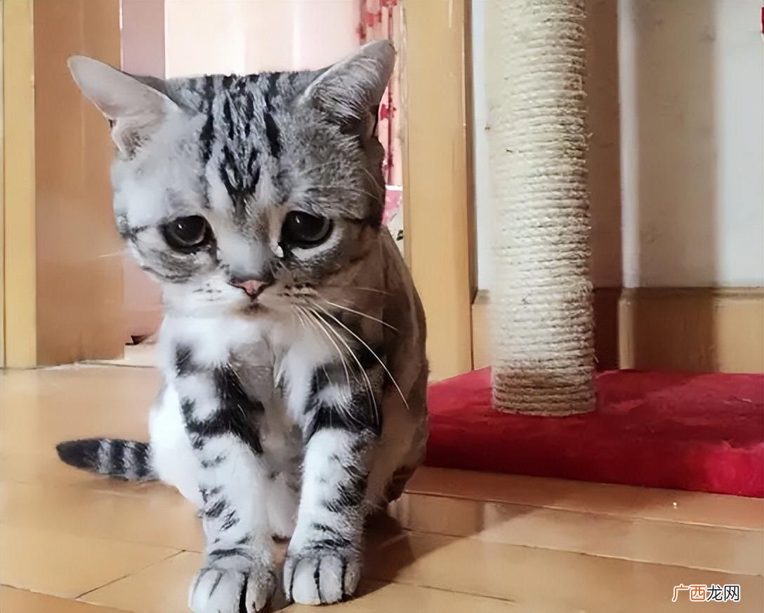 猫的常见死因 养猫的注意事项有哪些