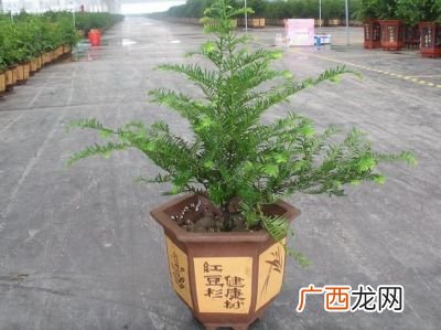 红豆杉如何做盆景,我们公司买了几盆红豆杉盆景，室内红豆杉咋养呢呀？