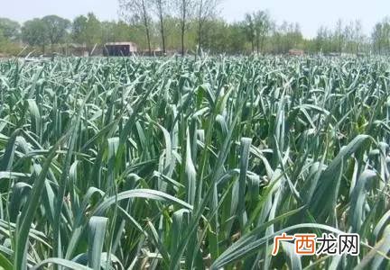 大蒜种植技术如何种植大蒜,一棵蒜怎么种？