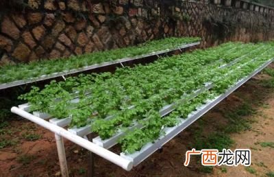 无土栽培营养液配方,无土栽培空心菜营养液的配法？