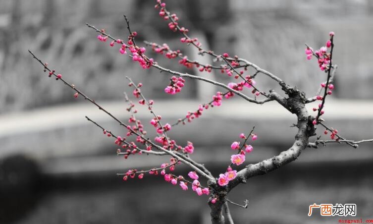 冬天常见的花有哪些