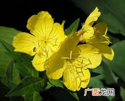 黄色的花是什么花,开黄色的花是什么品种兰花？