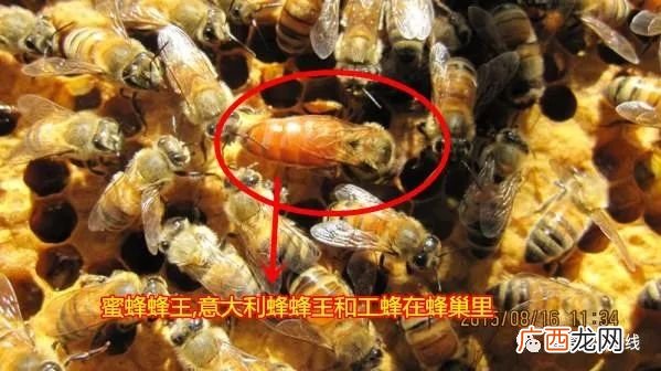 蜜蜂是节肢动物吗,有关蜜蜂的知识？