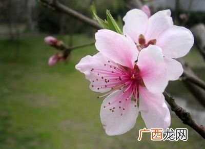 春天有什么花,春天有哪些花？