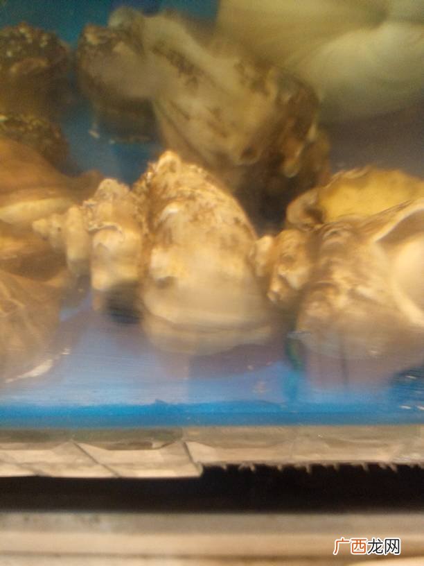 海螺的壳怎么处理保存,如何保存海螺壳？