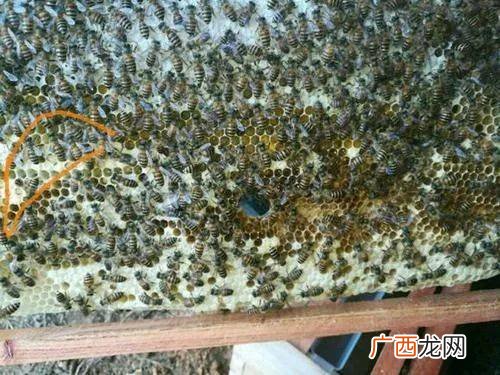 快速杀死巢虫的方法,巢虫冻多久能冻死?