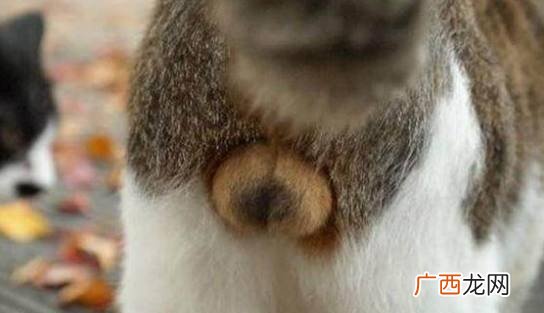 绝育的方法,猫咪绝育全过程？