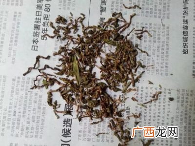 什么是条状茶叶,一根树叶是什么茶?