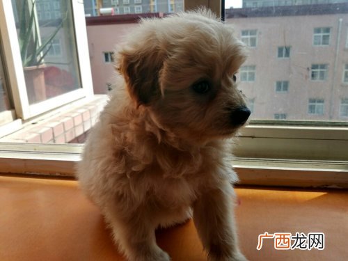 泰迪犬香槟色好看吗,香槟色小泰迪会变白色吗？