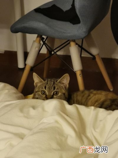 小猫尿床怎么办,一不在家猫就尿床是怎么回事？