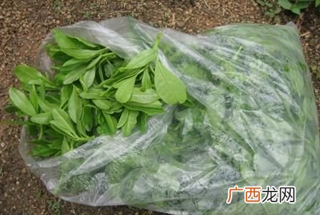 人参菜的吃法,野菜人参菜的做法？