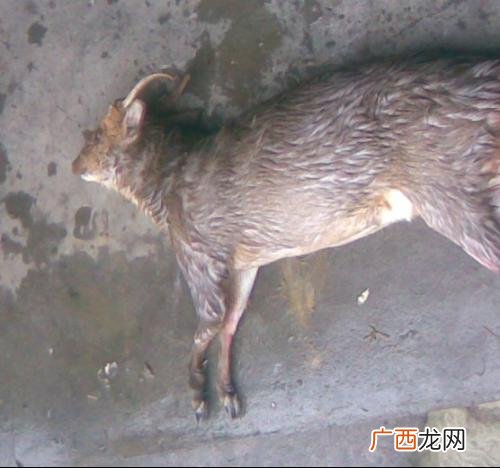 什么动物嘶叫什么动物嘶叫,撕咬还是嘶咬哪个正确？