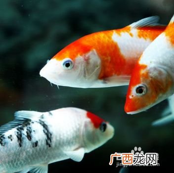 观赏鱼如何喂养,观赏鱼饲料配方？