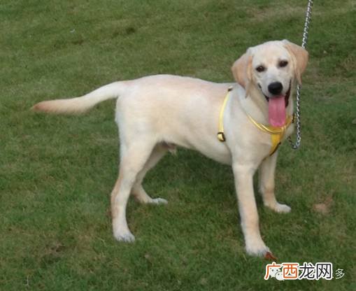 如何分辨拉布拉多和黑狼犬,黑色犬品种大全小时候？