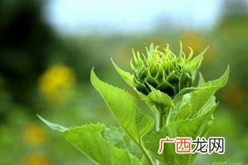 袖珍太阳花长什么样子,长得像倭瓜什么意思？