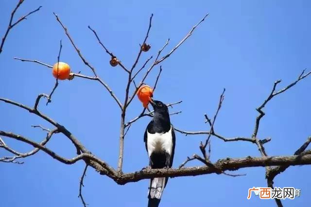 喜鹊被人们赋予怎样的象征意义,喜鹊窗花代表什么？