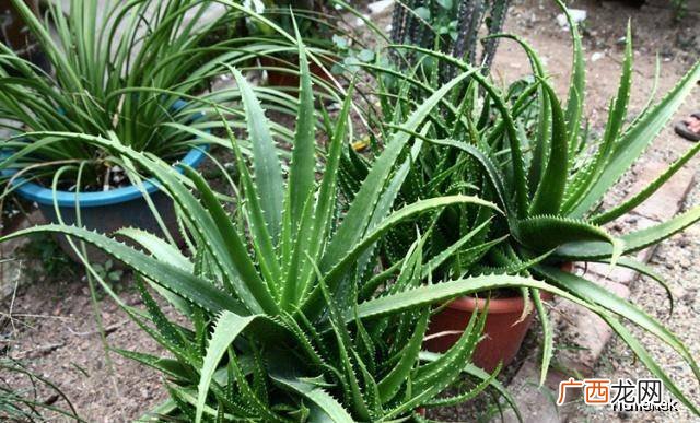 芦荟多久浇一次水好,豌豆种植几天浇一次水？