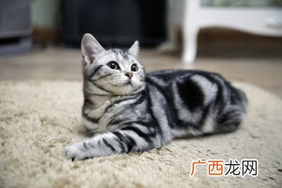 猫咪黑下巴的原因是什么,猫咪黑下巴吃什么猫粮？