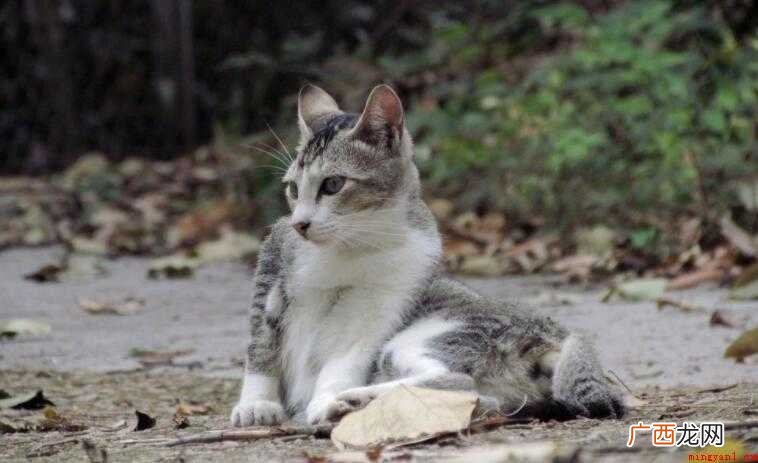野猫抓伤是否要打疫苗 野猫抓伤要打疫苗吗