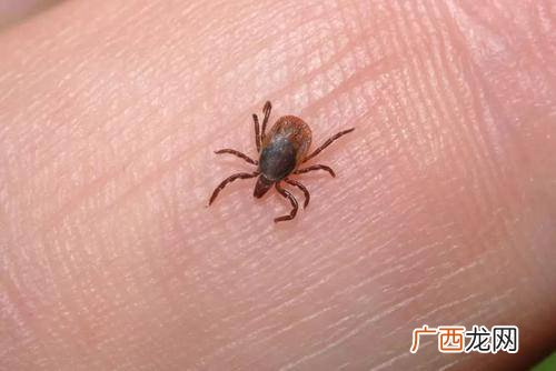 蜱虫一般几月份到几月份 蜱虫在什么季节出现什么时间消失