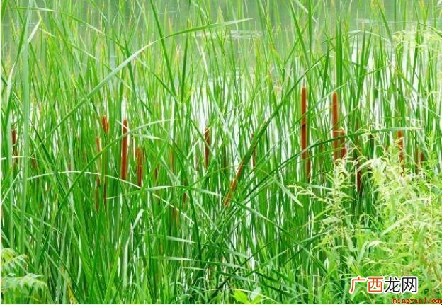 水蜡烛属什么科目